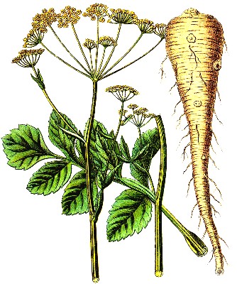 Parsnip Plant